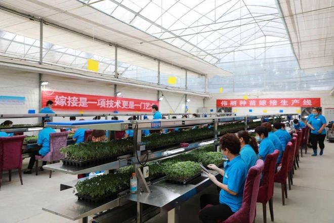 喜報！山東六家單位榮膺“全國巾幗現代農業科技示范基地”，引領技術推廣服務新風尚